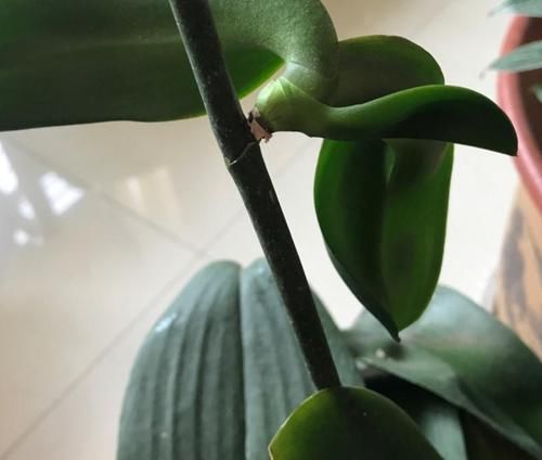  『腐烂的蝴蝶』蝴蝶兰出现腐烂的情况，剪掉一些，养一下就又能养出大粗跟！