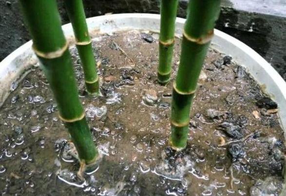  嫩叶：别再抱怨水培富贵竹不见长，学会居家土培，植株蹭蹭长侧枝嫩叶