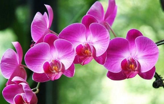  【寓意】最适合盆栽的5种“室内花”，净化空气，而且寓意好，花量大色艳