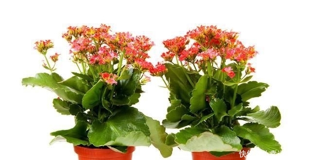  礼品■花语吉祥，常作为礼品馈赠亲朋好友，长寿花详情介绍