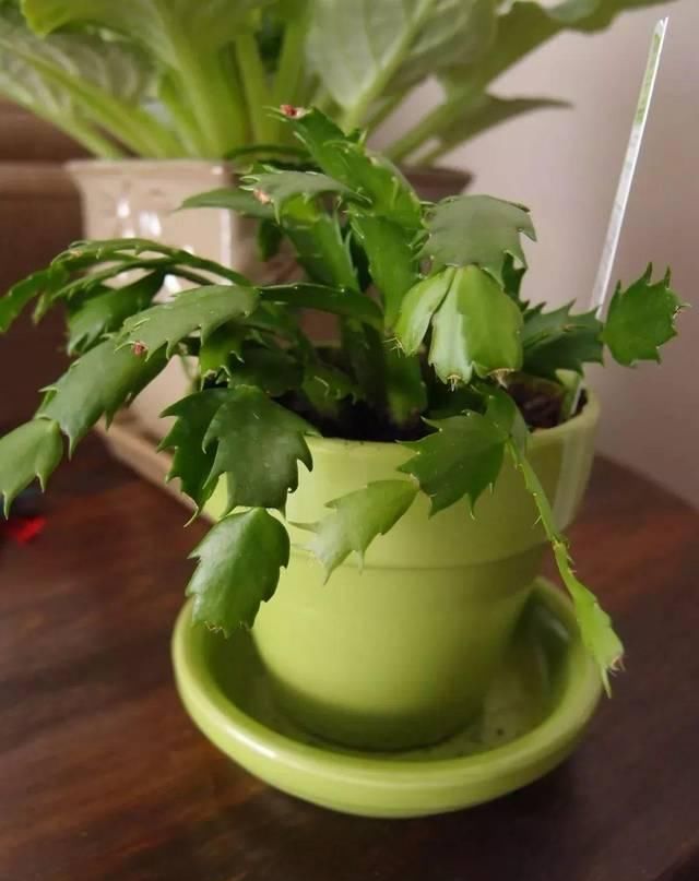  春节：这些春节前后特别受欢迎的观赏花，很适合养成桌面上的盆栽观赏植物