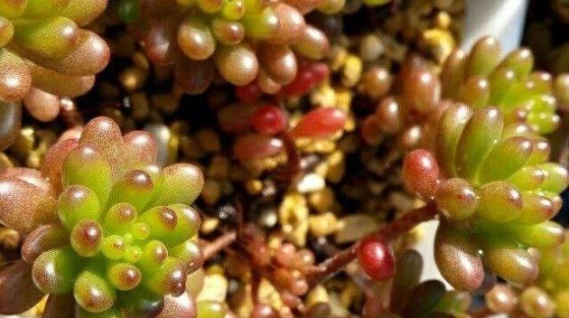 「红色」红色浆果这样养,新的一年“红红火火”!