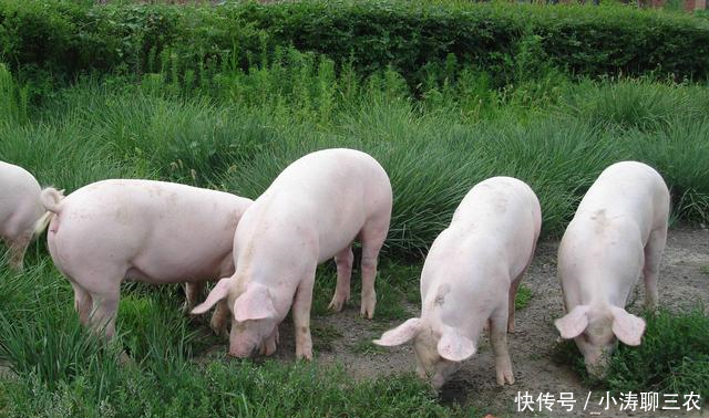 双汇大胆唱反调:预测2017下半年猪价下行,回暖