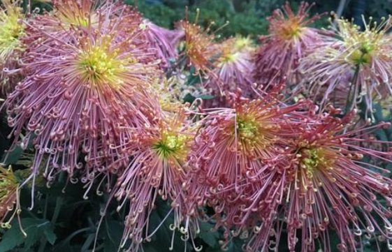  『高贵典雅』新手养花就养一盆“泉乡火花”，花姿优美，高贵典雅，适合盆栽养