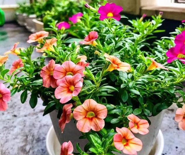  『开爆』1种花“了不起”，现在养，1个月花朵开爆盆，比矮牵牛还漂亮好养