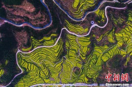 航拍江西婺源万亩梯田“油菜花海” 引游客纷至沓来