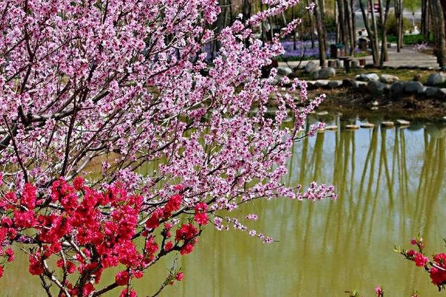 三月春暖花开,又到了寻花问柳的季节!