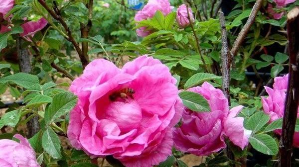  「春天」花期最长的花排名都是什么?