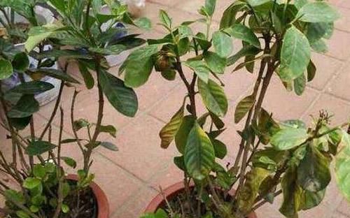  辣椒水：栀子花招虫了？喷点这个水，虫子死光光，花越长越旺