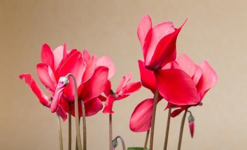 『能养』最受花友喜欢的3种花,开花简单很漂亮,花期非常长,能养好多年