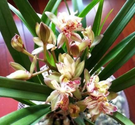  「欣赏价值」王奶奶爱养花，她的2盆兰花，香味清新迷人，曾经价格高如今亲民