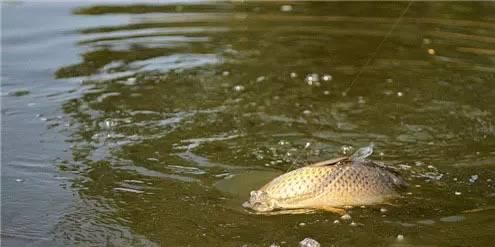  『大鲤鱼』为什么说野钓鲤鱼中鱼不难,难的是连竿给口呢