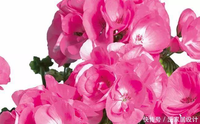 每种■110种天竺葵,每种都超美,看看你认识多少种?