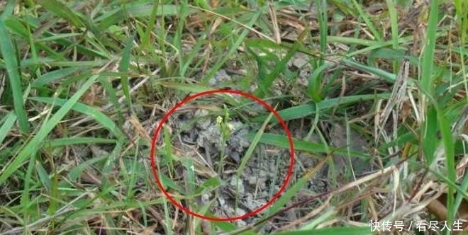  【除掉】生于杂草中，常被农民除掉，殊不知价值珍贵，820元一斤