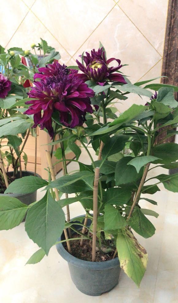  花卉■百花争艳的季节，养那几种花最适合，推荐这四种开花好看花期长