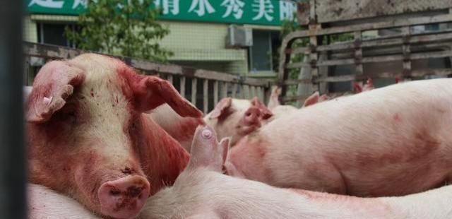 “金猪时代”来临, 一头猪卖9128元, 8月猪价再高涨