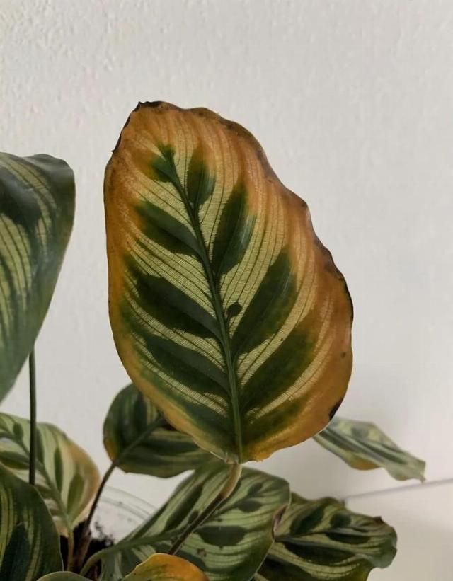 『室内观叶植物』家里养的观叶植物叶片容易腐烂、发黑,还不断黄叶枯萎,啥情况?