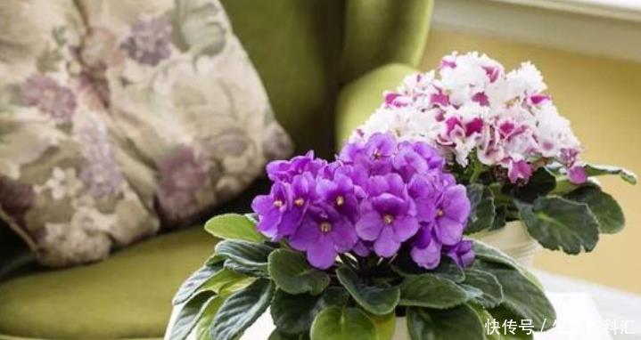 春天■春天就养“4种花”,四季开花,花色多,一盆能养一辈子!