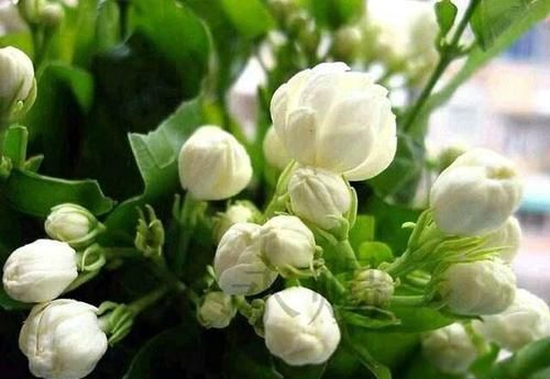家里:“我国最香花”,开花200天不落,家里种一棵,香的不得了!