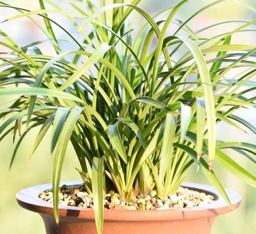  「兰花芦头」带芽的兰花上盆几个月不见长？是僵苗退草还是正常现象？明白了