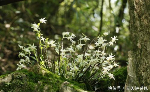  #植物#长在石缝里的石斛，不是普通的野草，喜欢就家养，浇水就能活
