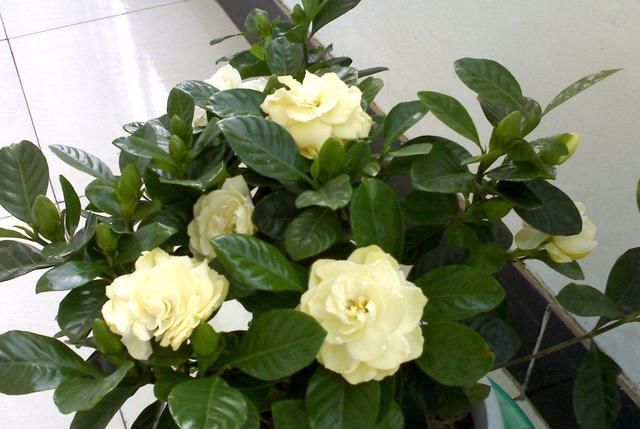  花期：君子兰、栀子花还分公母？不开花跟这个有关系吗？我们该怎么做？