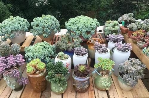  露养■多肉露养好时节：扔外面，1个月没管，美得跟整容了一样！