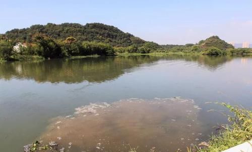  [生态]诸暨45万尾石斑鱼投入15条生态河道，今年投放量是往年的2