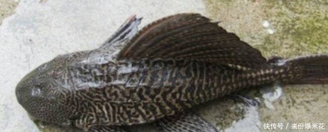 自家鱼塘里的10万斤鱼苗不翼而飞，把水抽干后，男子果断报了警！