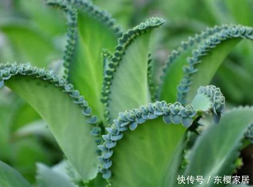 适合：4种花最适合“叶插”，掐个叶子插土里就能活，既不娇气还好养