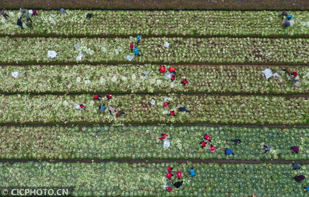  「衡阳」湖南衡阳：蔬菜赠鄂助战疫