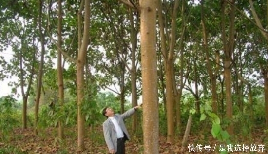  [最轻]世界上最轻的木头，起初在中国只是被用来当做保温瓶塞子