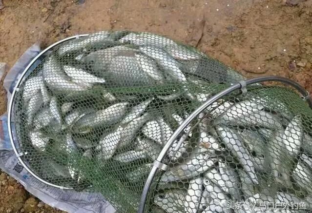 农村这种“浪里白条”离开水2小时就腐烂，如今快被地笼捕绝了