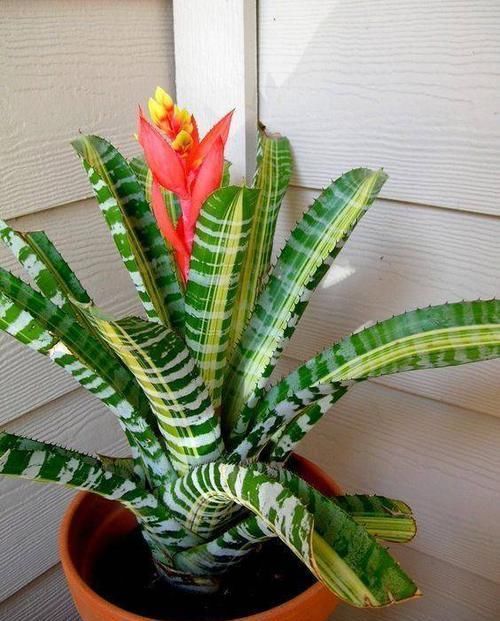  『植物』远离植物杀手，你需要这12种植物