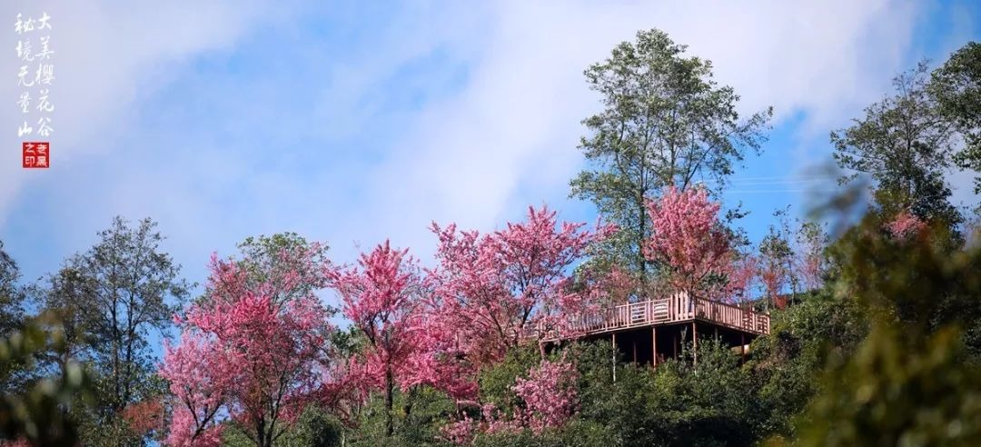 大美无量丨樱花谷的樱花又开了,未来20天,赏花正当时
