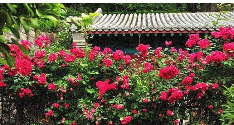  「春天」春天在家一定要养此花，养殖方法简单好养活，开花之后庭院变花海