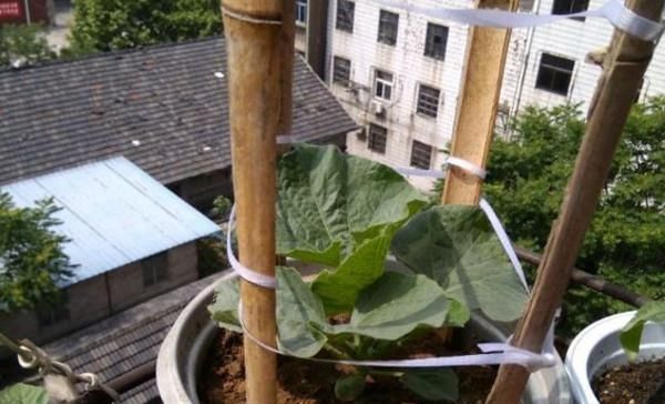  [葫芦]阳台种葫芦，只需要简单几步，就能让你的阳台挂满小葫芦！