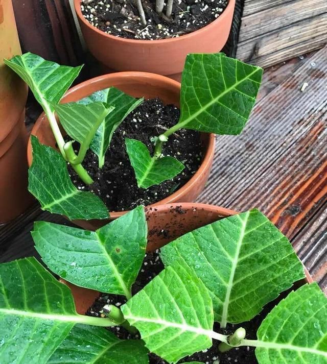  [叶子]4种花“适宜”在五月扦插，2周生根、下个月就开花，别花钱买了