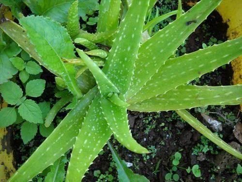  『花盆里』花盆里有杂草？别拔，老花匠都不动