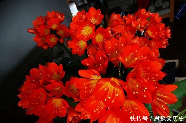  「阿司匹林」君子兰不开花教你这样浇水，君子兰健壮不烂根，开花爆盆不是梦