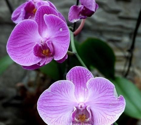  『花芽』天气热，蝴蝶兰要“降降温”，花芽蹿出头，盆盆开成“花蝴蝶”