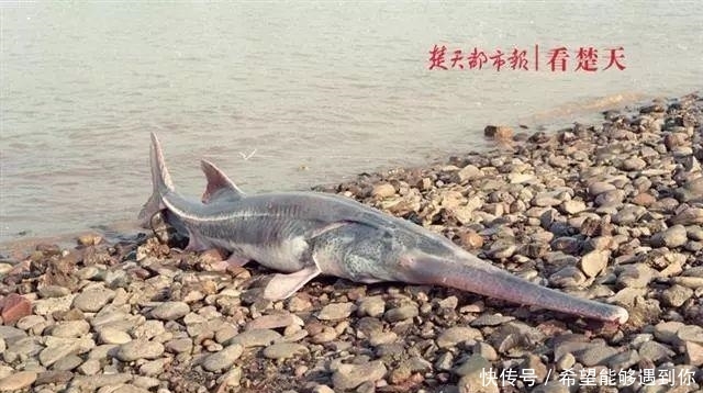  中华鲟|又一个物种灭绝，中国淡水鱼之王未能跨入2020……