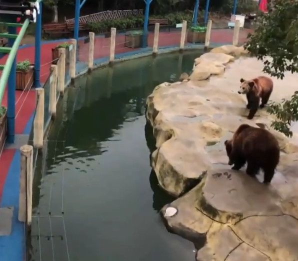 游客喂棕熊食物，错将手机当苹果扔出，工作人员这样回应