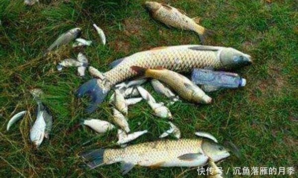 「惊蛰」惊蛰过后开始钓大鱼,几个自制饵料配方,通杀鲫草鲤!