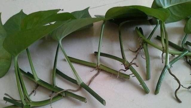  绿萝■绿萝扦插,生根慢?这样操作一下,快速生根,蹭蹭的长