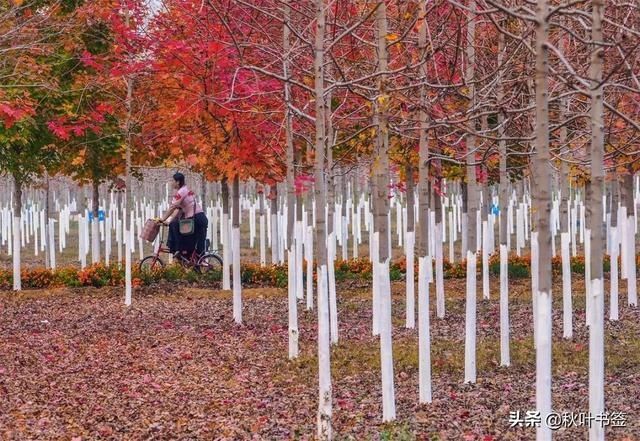 2019杏会邳州｜巩伟鸣邳州美景摄影作品欣赏