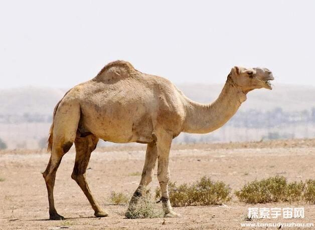 单峰驼,因为只有一个驼峰而得名,比双驼峰的骆驼要高一点,腿也更加长