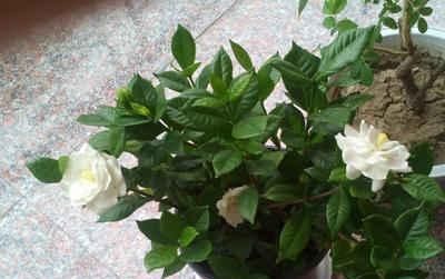  「栀子花」终于等到了扦插季，这两种花赶紧动手，明年不用买花了！