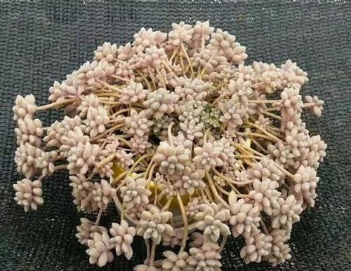  雨滴老桩■形状高贵的多肉老桩，费钱也要养几盆！