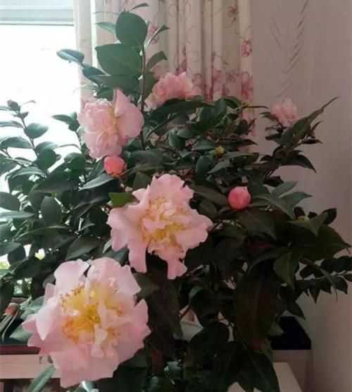  『夺目』世界最香的茶花，花型很大，花色艳红夺目，看似矫气，实则好养